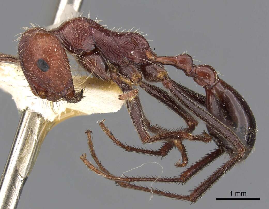 Ocymyrmex cursor Bolton 1981 resmi