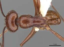 Image of Ocymyrmex ankhu Bolton 1981