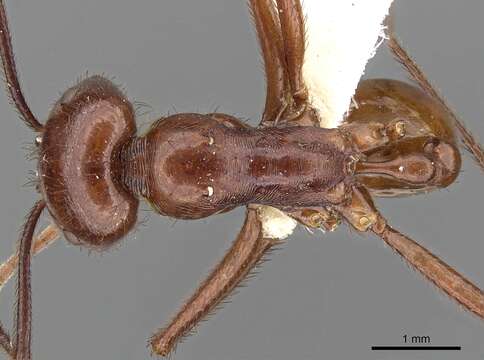 Ocymyrmex ankhu Bolton 1981 resmi