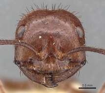 Image of Ocymyrmex ankhu Bolton 1981