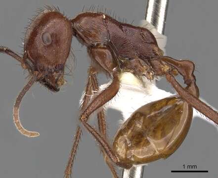 Imagem de Ocymyrmex ankhu Bolton 1981