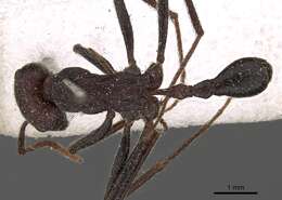 Ocymyrmex sphinx Bolton 1981 resmi