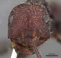 Ocymyrmex sphinx Bolton 1981 resmi