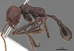 Ocymyrmex sphinx Bolton 1981 resmi