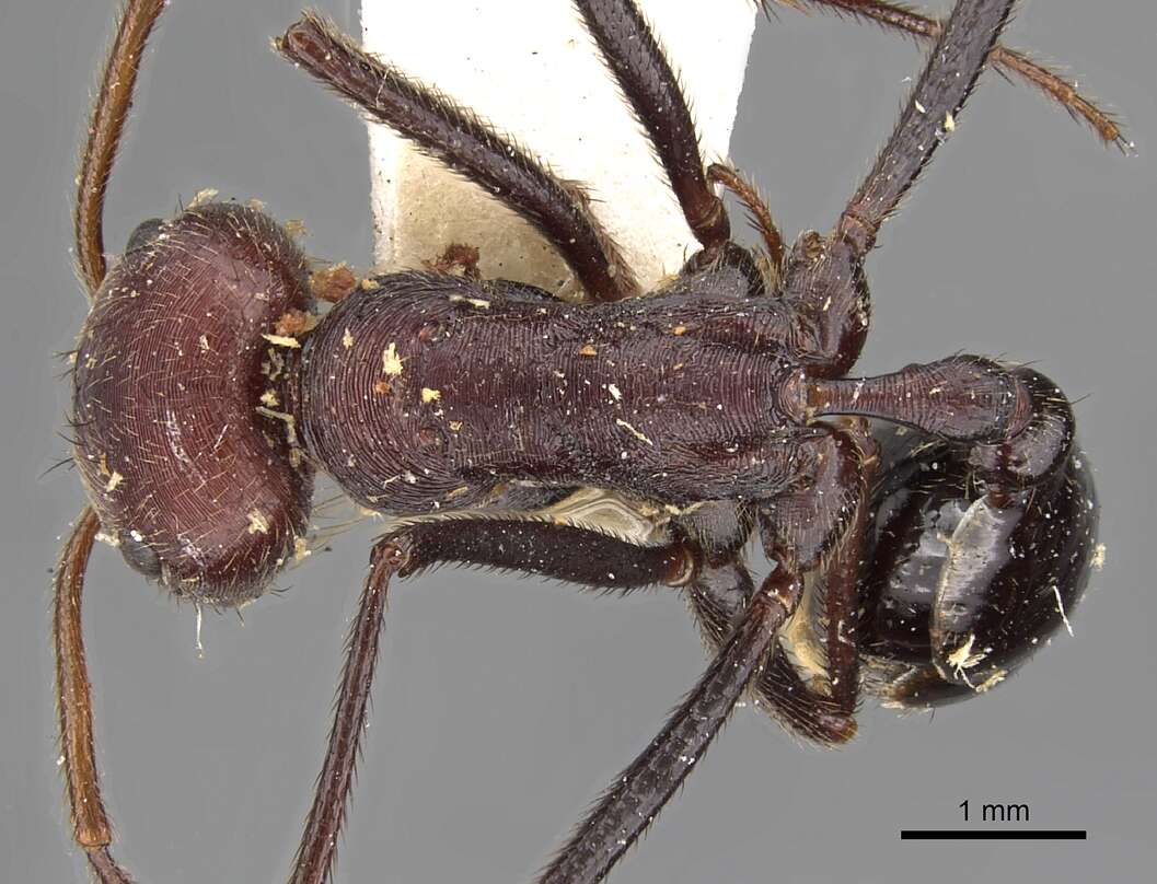 Imagem de Ocymyrmex picardi Forel 1901