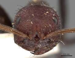 Imagem de Ocymyrmex picardi Forel 1901