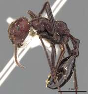 Imagem de Ocymyrmex picardi Forel 1901