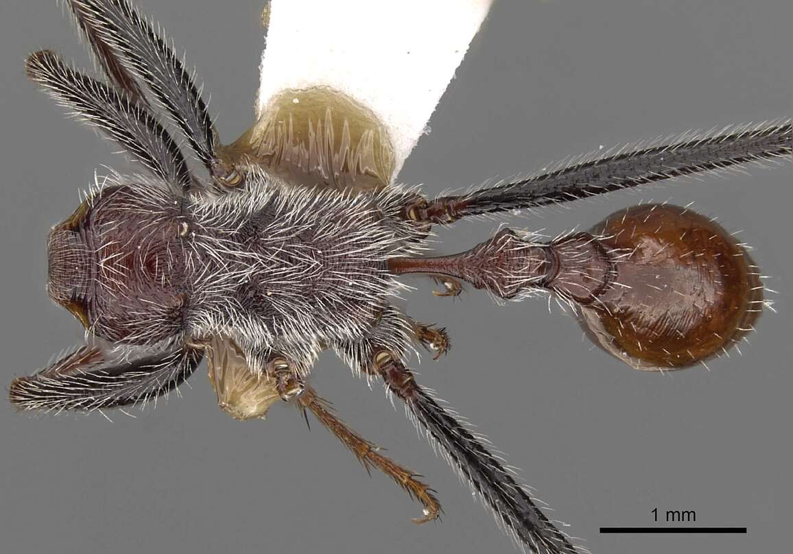 Image of Ocymyrmex alacer Bolton & Marsh 1989