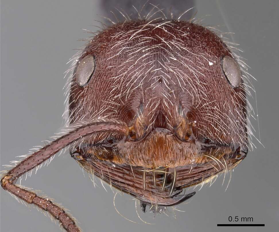 Image of Ocymyrmex alacer Bolton & Marsh 1989