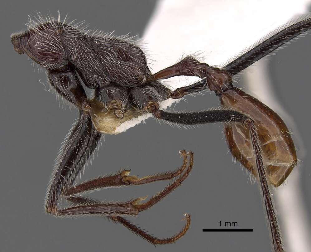 Ocymyrmex alacer Bolton & Marsh 1989 resmi