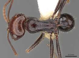 Ocymyrmex resmi