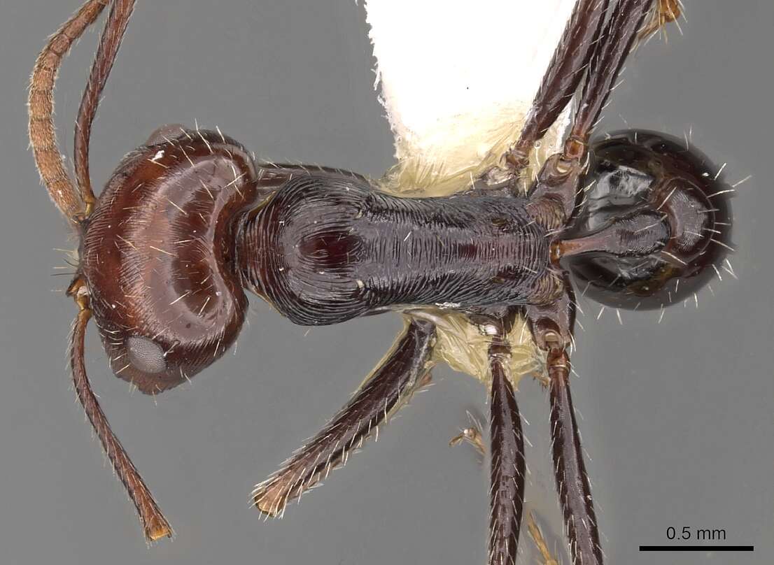 Image of Ocymyrmex