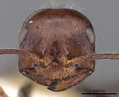 Image of Ocymyrmex