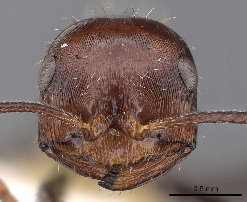 Ocymyrmex resmi