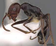 Ocymyrmex resmi