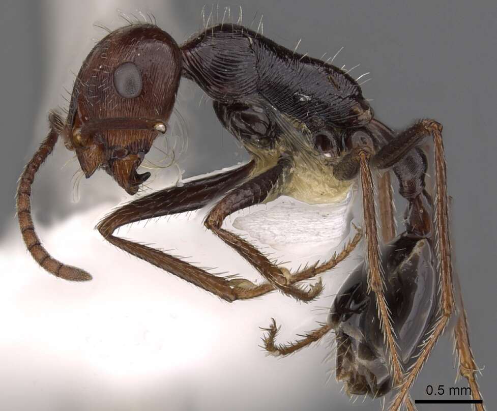 Image of Ocymyrmex