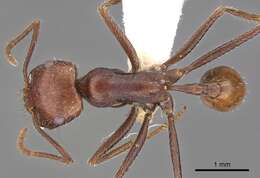 Ocymyrmex kahas Bolton & Marsh 1989 resmi