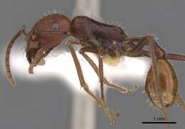 Ocymyrmex kahas Bolton & Marsh 1989 resmi