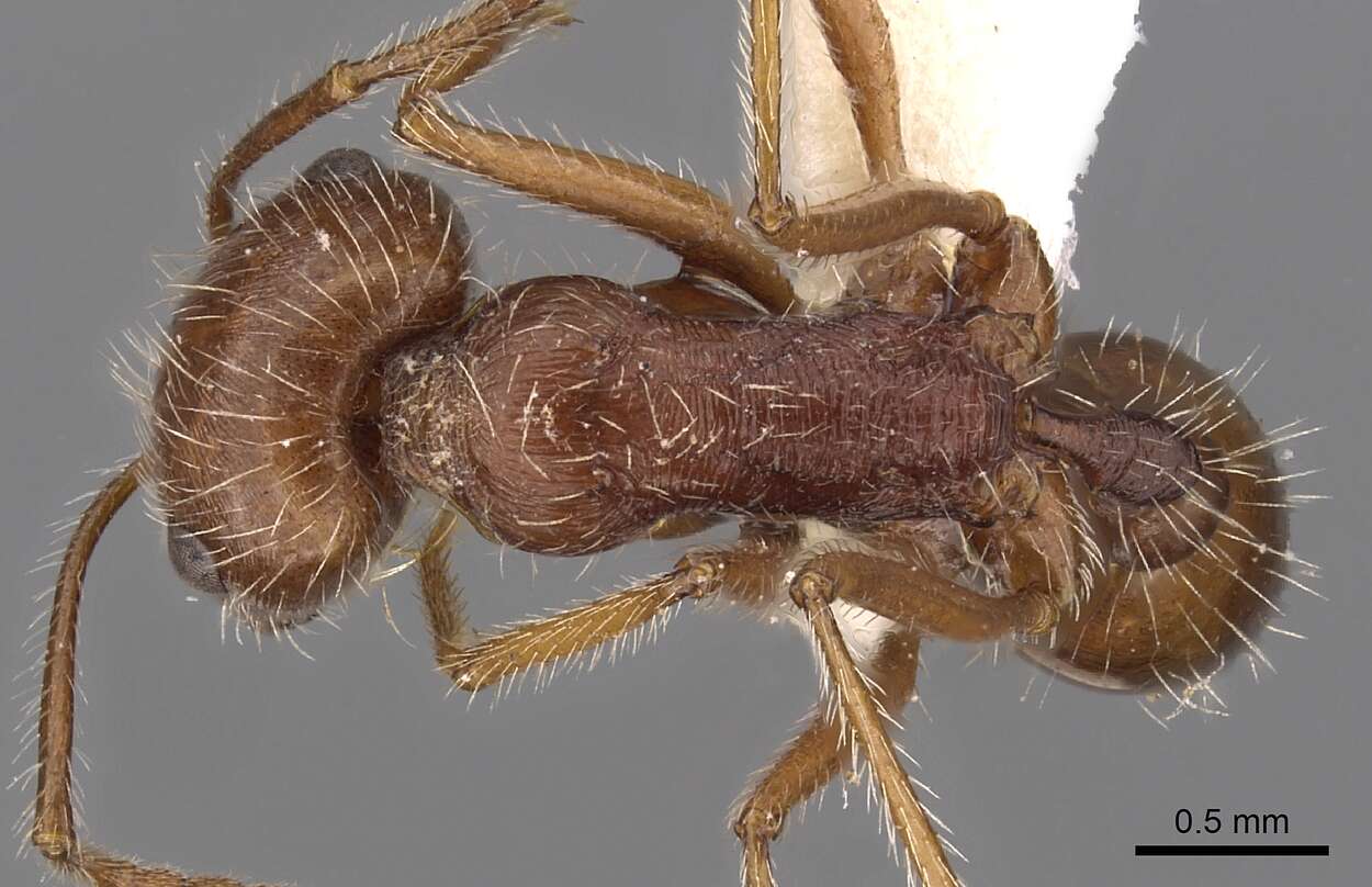 Ocymyrmex dekerus Bolton & Marsh 1989 resmi