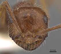 Image of Ocymyrmex dekerus Bolton & Marsh 1989