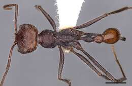 Ocymyrmex sobek Bolton 1981 resmi