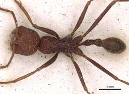 Ocymyrmex foreli Arnold 1916 resmi