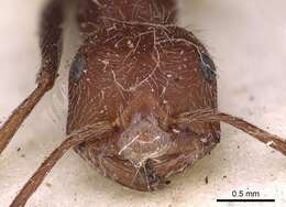 Ocymyrmex foreli Arnold 1916 resmi