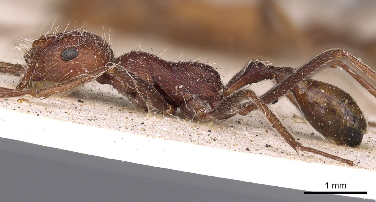 Ocymyrmex foreli Arnold 1916 resmi