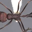 Image of Ocymyrmex phraxus Bolton 1981