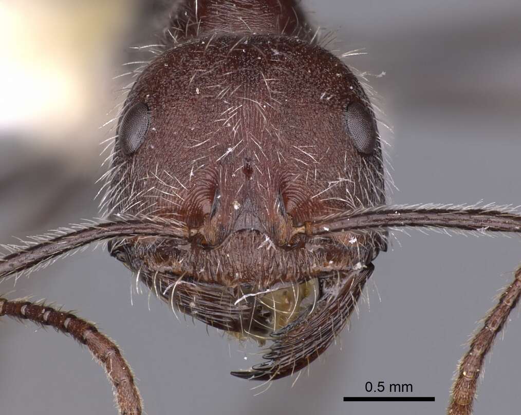 Image of Ocymyrmex ignotus Bolton & Marsh 1989