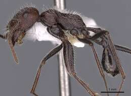 Ocymyrmex ignotus Bolton & Marsh 1989 resmi