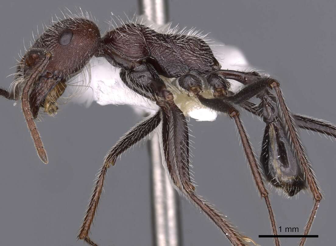 Image of Ocymyrmex ignotus Bolton & Marsh 1989