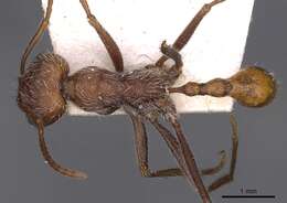 Ocymyrmex hirsutus Forel 1910 resmi