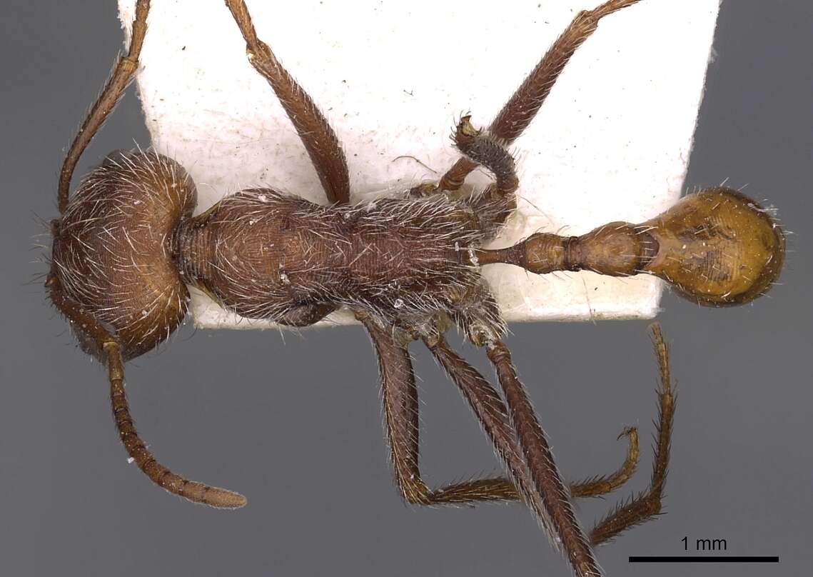 Image of Ocymyrmex hirsutus Forel 1910