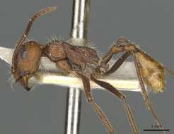 Image of Ocymyrmex hirsutus Forel 1910