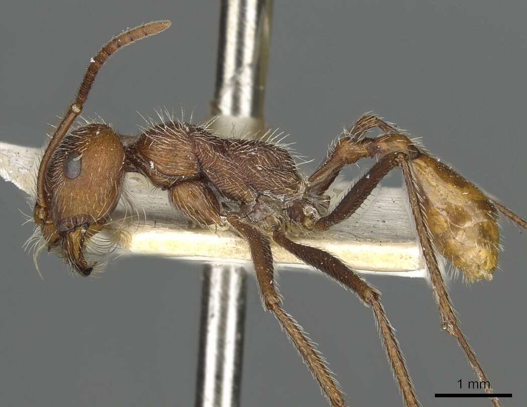 Ocymyrmex hirsutus Forel 1910 resmi