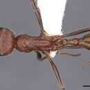 Image of Ocymyrmex shushan Bolton 1981