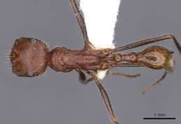 Ocymyrmex shushan Bolton 1981 resmi