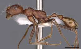 Ocymyrmex shushan Bolton 1981 resmi