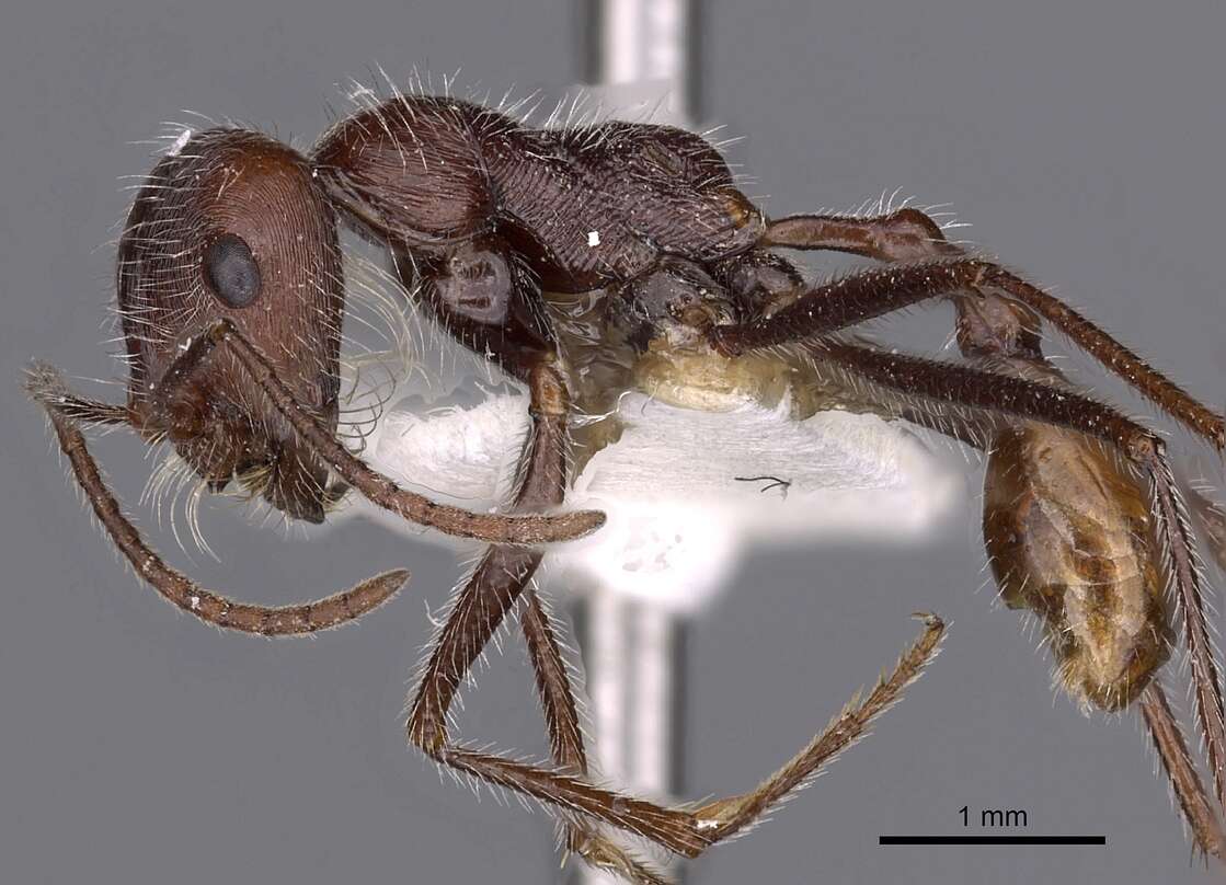 Ocymyrmex resekhes Bolton & Marsh 1989 resmi