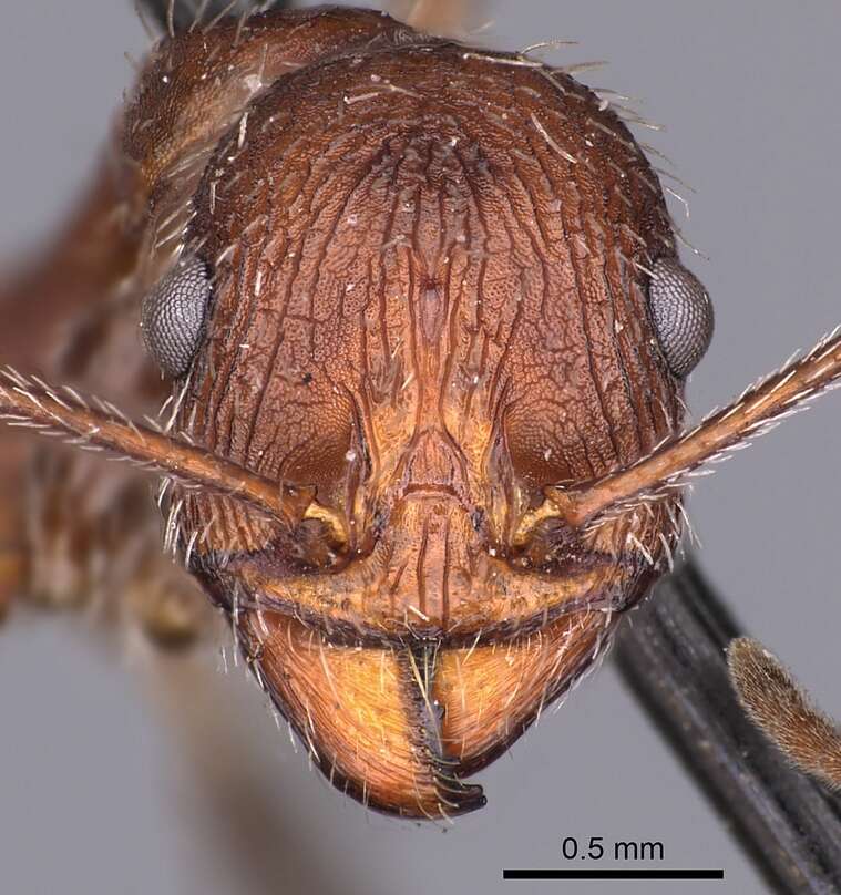 Image of <i>Novomessor albisetosus</i>