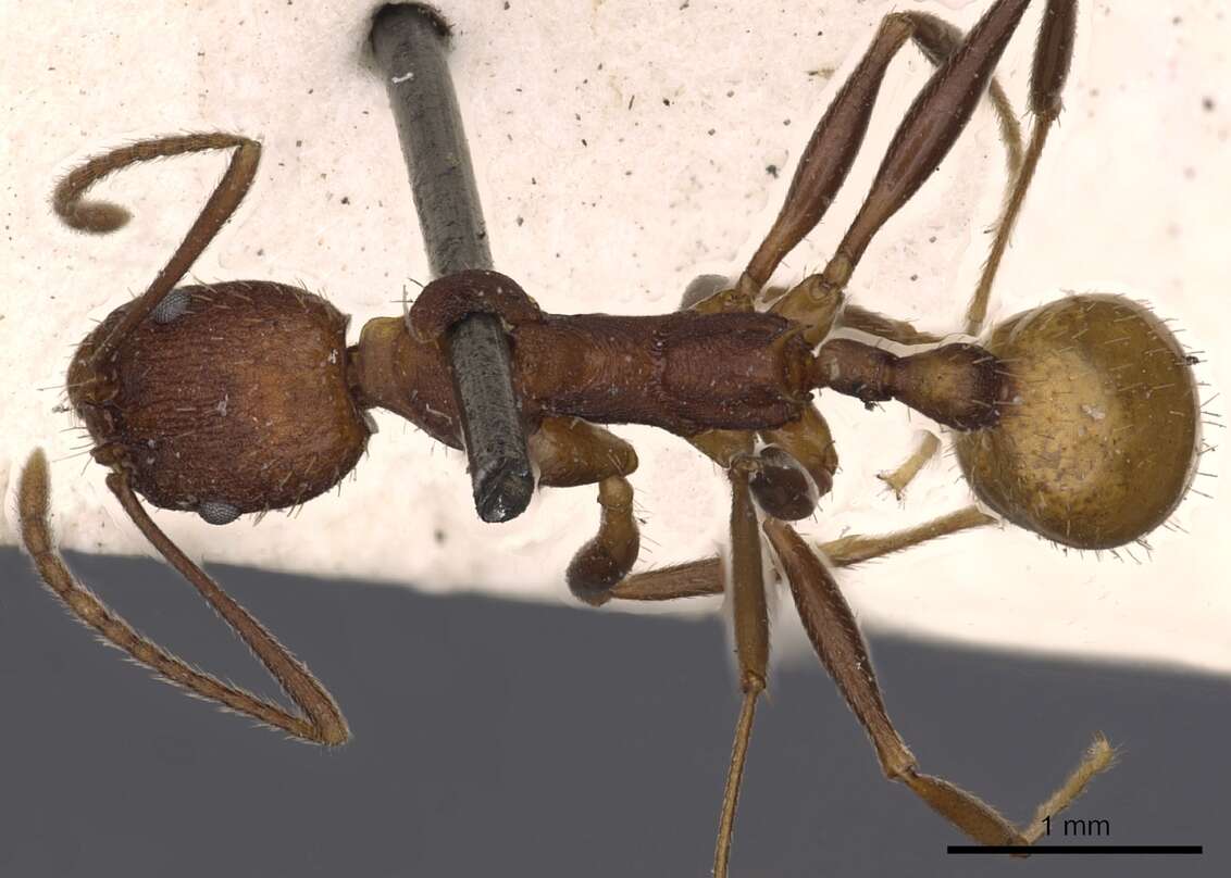 Image of Aphaenogaster lamellidens Mayr 1886