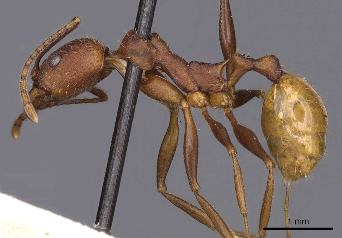 Image of Aphaenogaster lamellidens Mayr 1886