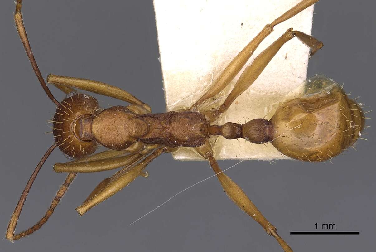 Image of Aphaenogaster huachucana Creighton 1934