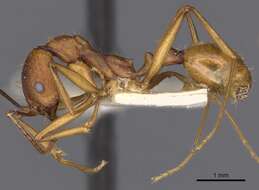 Слика од Aphaenogaster huachucana Creighton 1934