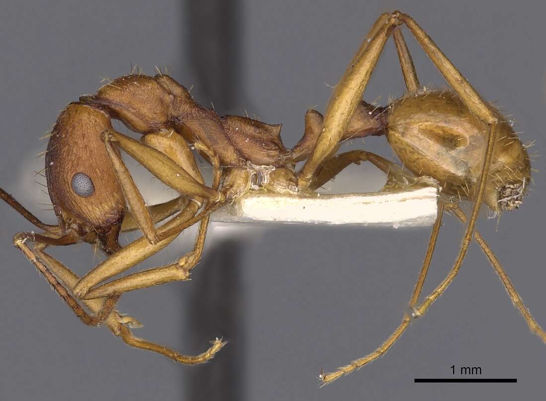 Слика од Aphaenogaster huachucana Creighton 1934