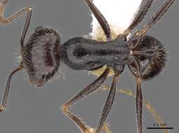 Image of Ocymyrmex tachys Bolton & Marsh 1989