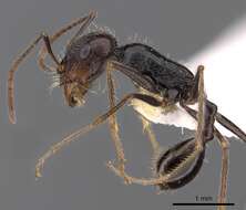 Ocymyrmex tachys Bolton & Marsh 1989 resmi