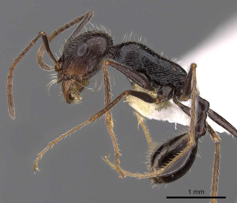 Image of Ocymyrmex tachys Bolton & Marsh 1989