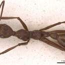 Aphaenogaster phalangium Emery 1890的圖片